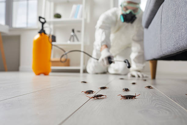 Commercial Kitchen Cockroach Control in Sussex